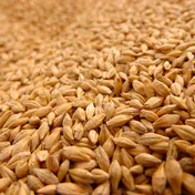 Barley grain
