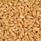 Wheat grain